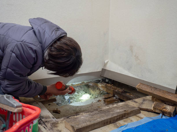 Best Basement Mold Removal  in Robie Creek, ID