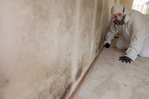 Reliable Robie Creek, ID Mold Removal Solutions